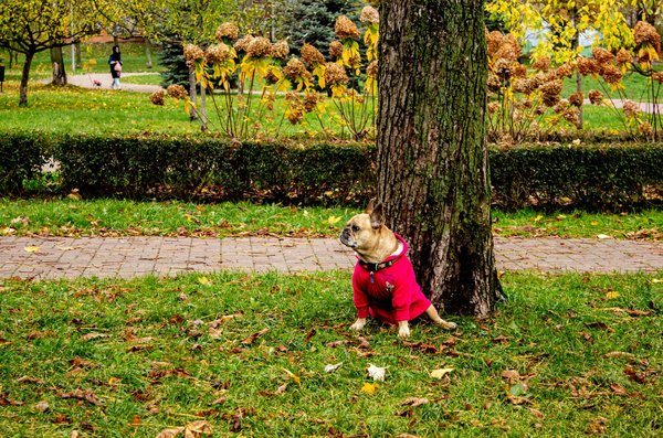 Quintessence de la perte de poids chez les végétariens